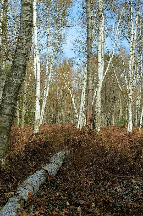 Tree Photograph - Peering Into the Birches - Marion Brooks Natural Area by Joel E Blyler