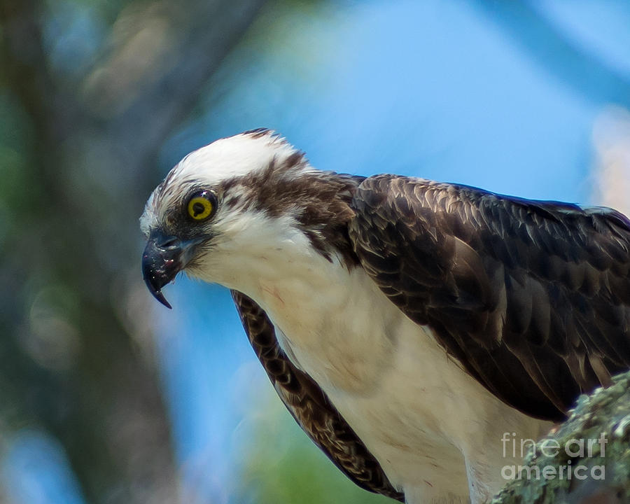 Peering Osprey Photograph by Stephen Whalen