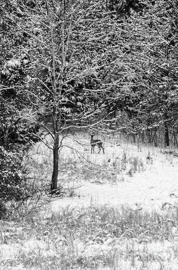 Peering Out - Deer BW Photograph by Mary Carol Story