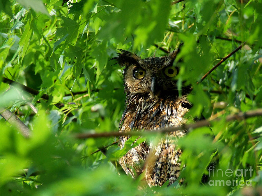 Owl Photograph - Peering out by Scott Bennett