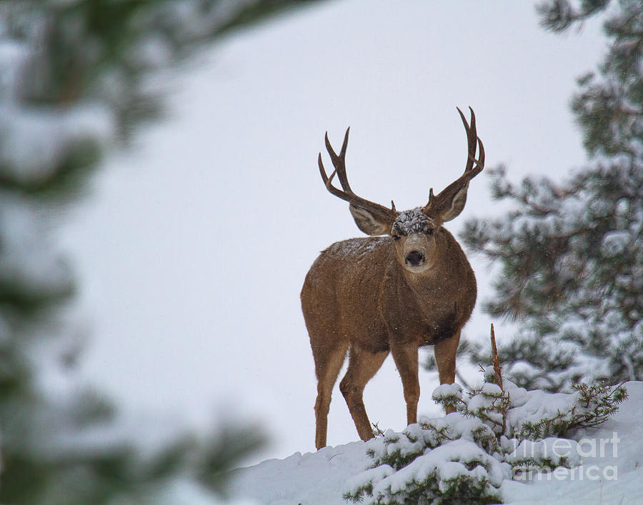 Mule Deer Buck Photograph - Peering Through the Portal by Jim Garrison