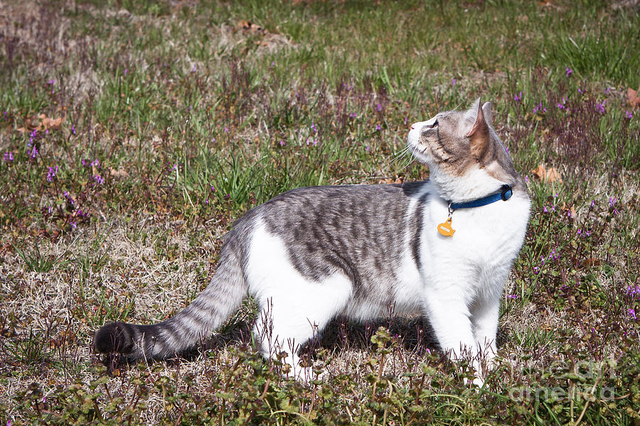 Cat Photograph - PeeTee the Bird Watcher by Lawrence Burry