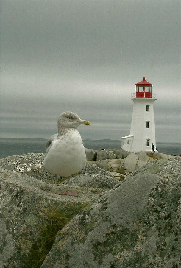 Peggys Cove Lighthouse Painting by Dody Rogers