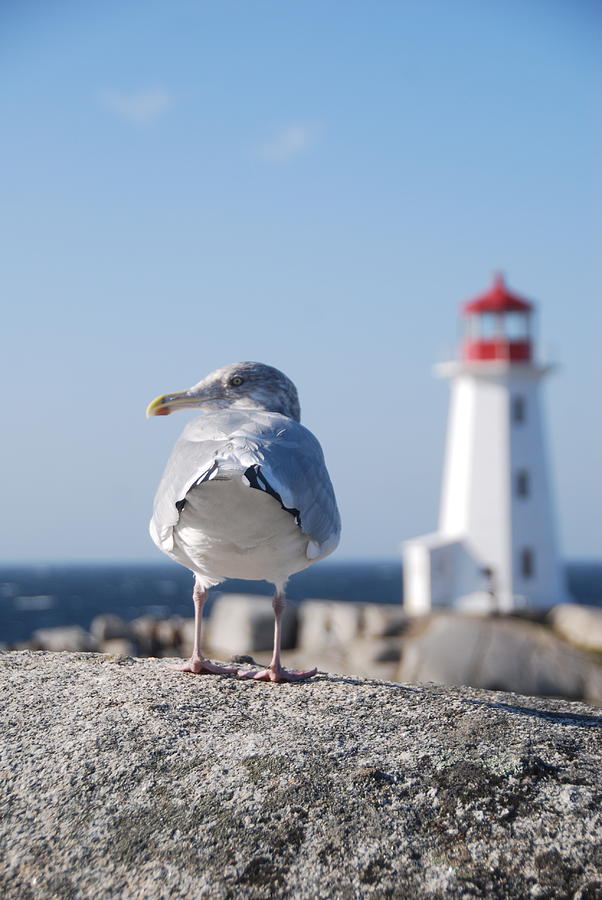 Seagull Photograph - Peggys Cove by Mary Barrett