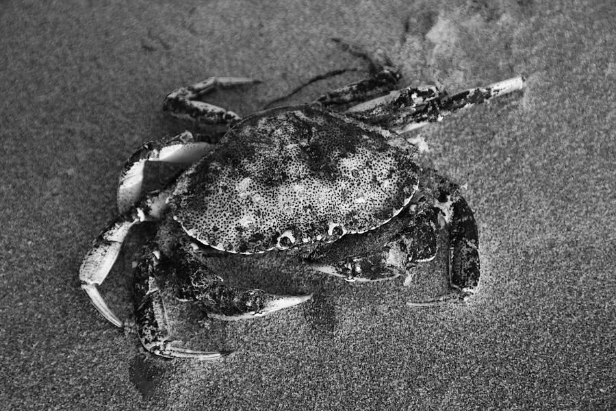 PEI Crab Photograph by Jim Vance Pixels