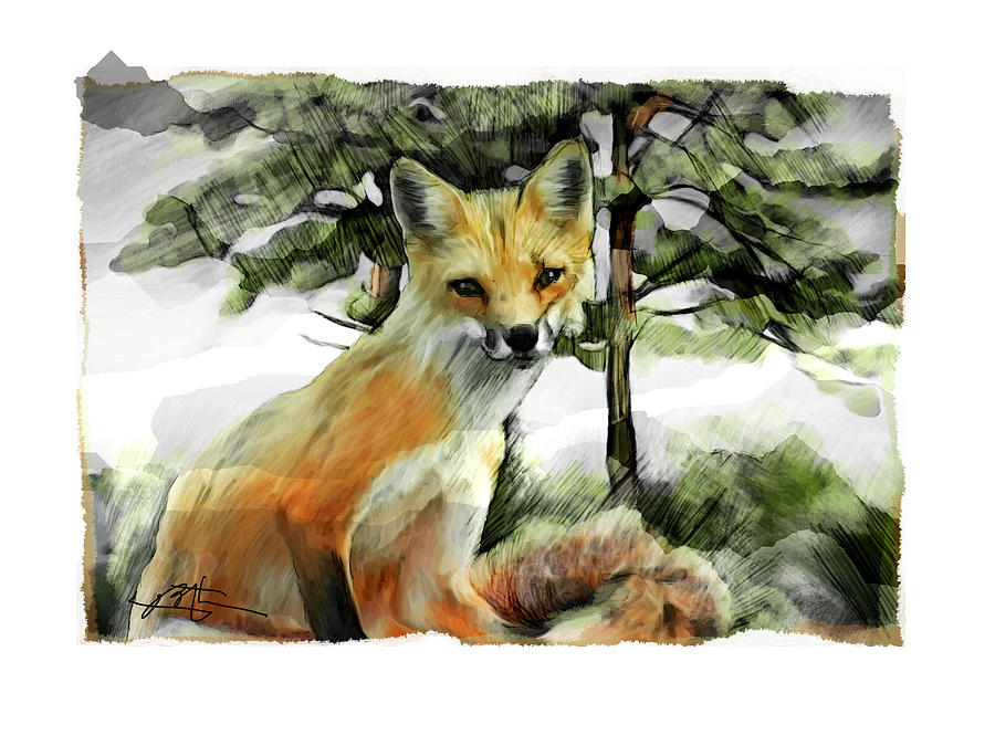 P.E.I. Red Fox Drawing by Bob Salo