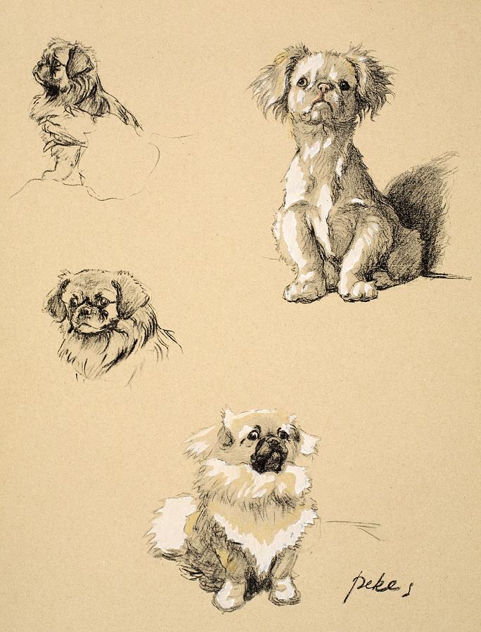 Pekes, 1930, Illustrations Drawing by Cecil Charles Windsor Aldin