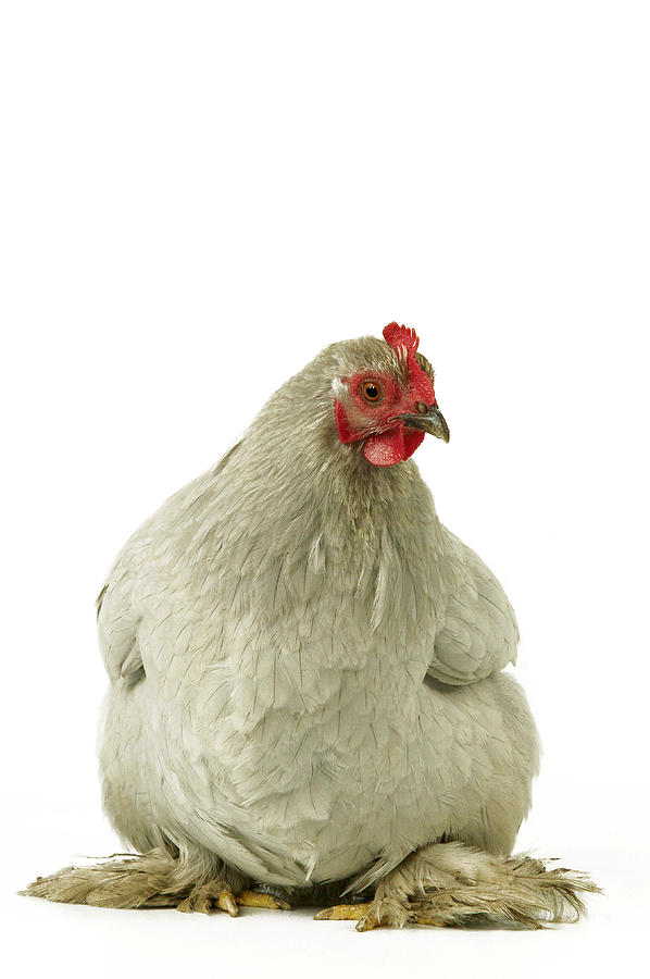 Pekin Chicken Photograph by Jean-Michel Labat