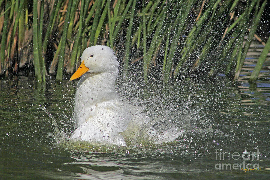 Pekin Duck - Having Fun Photograph by Kenny Bosak