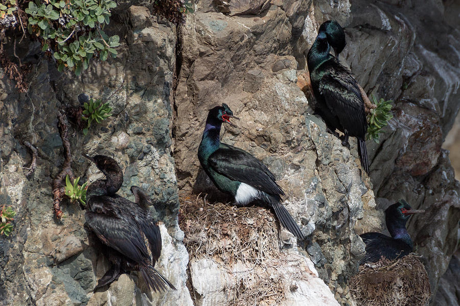 Spring Photograph - Pelagic Cormorant Colony Nesting by Kathleen Bishop