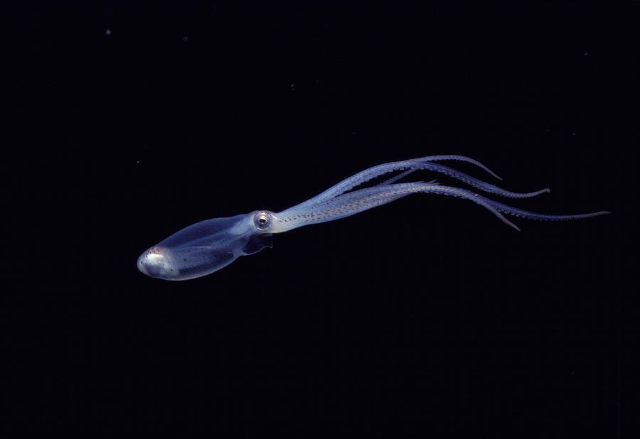 Pelagic Octopus Photograph by Jeff Rotman