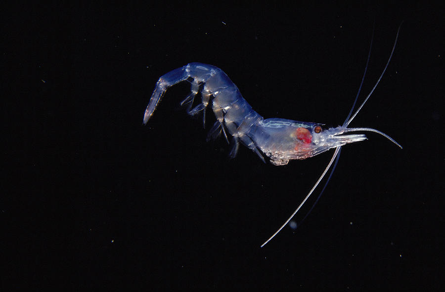 Pelagic Shrimp Photograph by Jeff Rotman