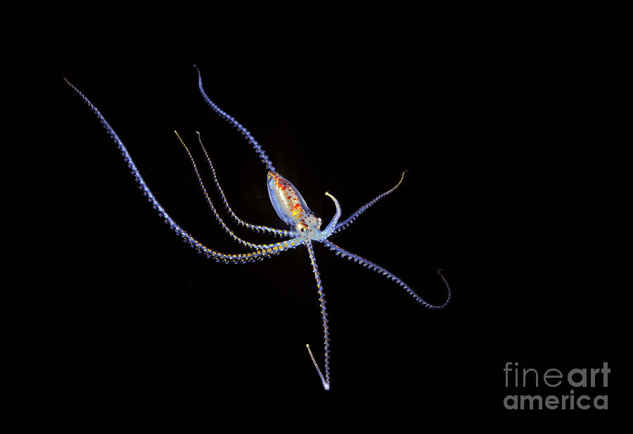 Pelagic species of octopus no more than five inches across at night in Coral Sea_ Australia Photograph by Dave Fleetham
