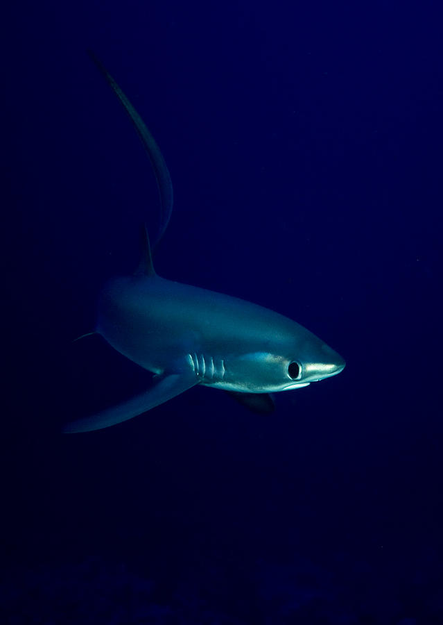 Pelagic thresher shark Alopias pelagicus swimming Photograph by Dray Van Beeck