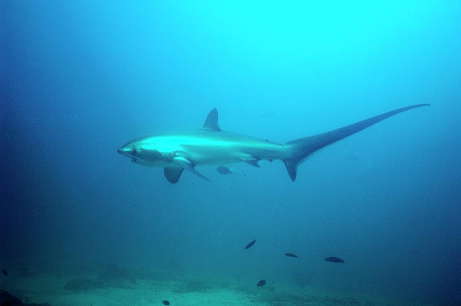 Pelagic Thresher Shark Photograph by Georgette Douwma/science Photo Library