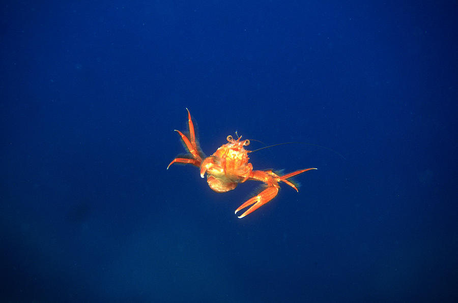 Pelagic Tuna Crab Photograph by Greg Ochocki