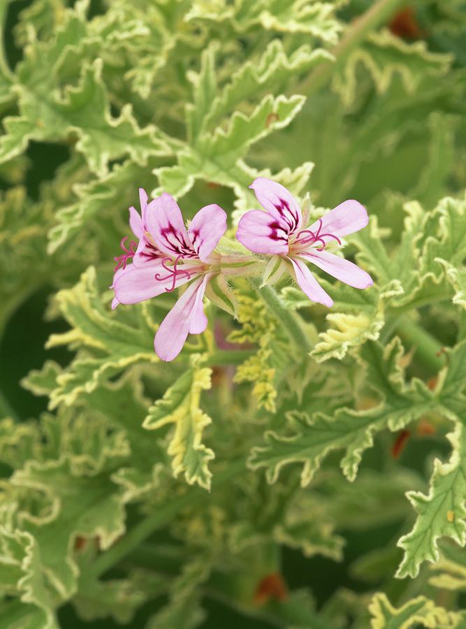 Pelargonium Lady Plymouth Photograph By Geoff Kiddscience Photo