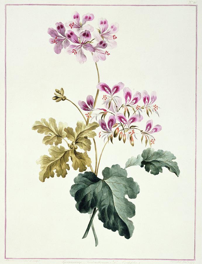 Pelargonium Photograph by Natural History Museum, London/science Photo ...