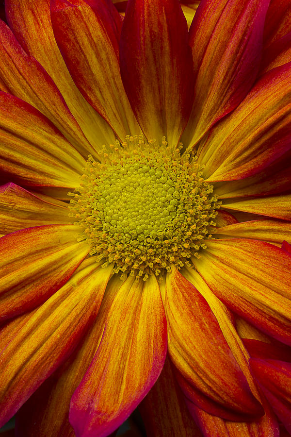 Pelee Mum Close Up Photograph by Garry Gay | Fine Art America