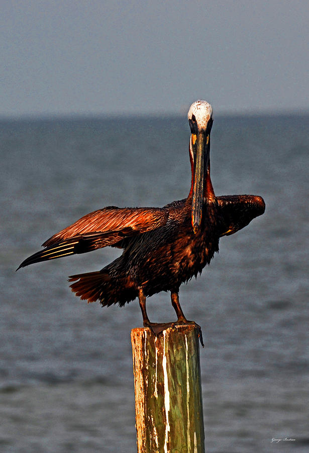 Pelican Photograph - Pelican 005 by George Bostian