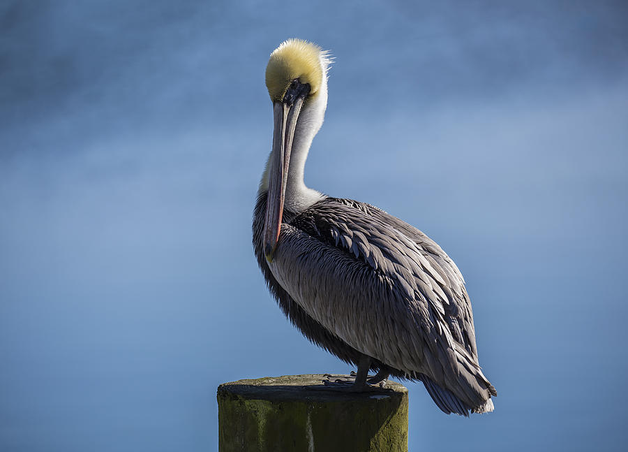 Pelican 02 Photograph by Jim Dollar
