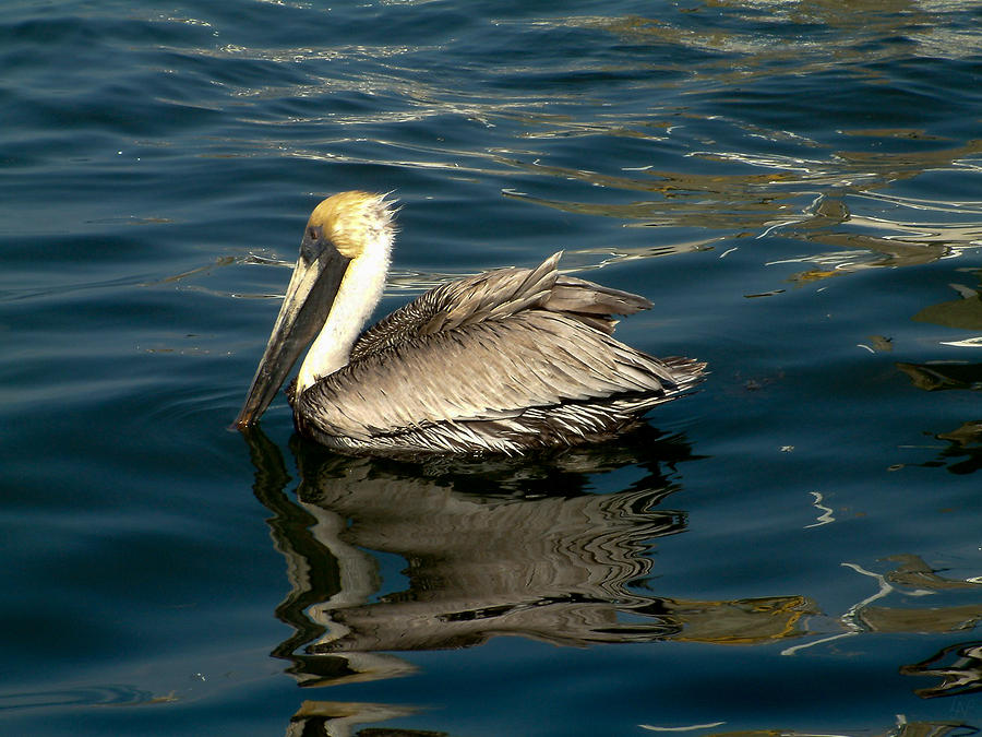 Pelican 02 Photograph by Lee Newell