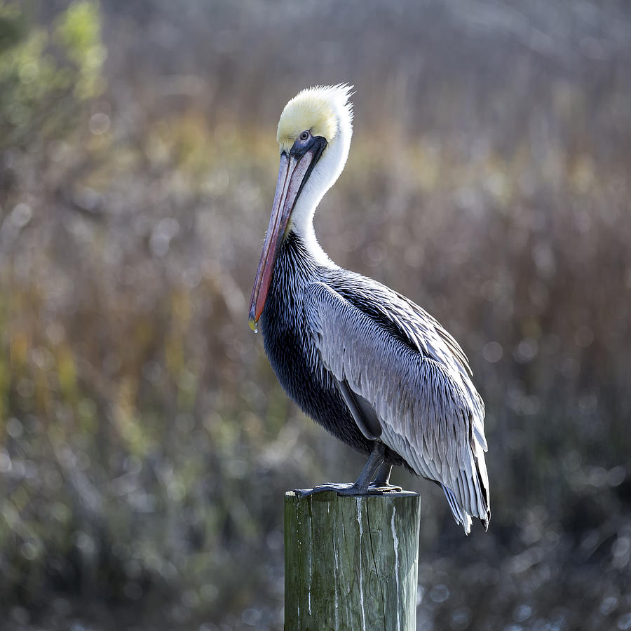 Pelican 04-B Photograph by Jim Dollar