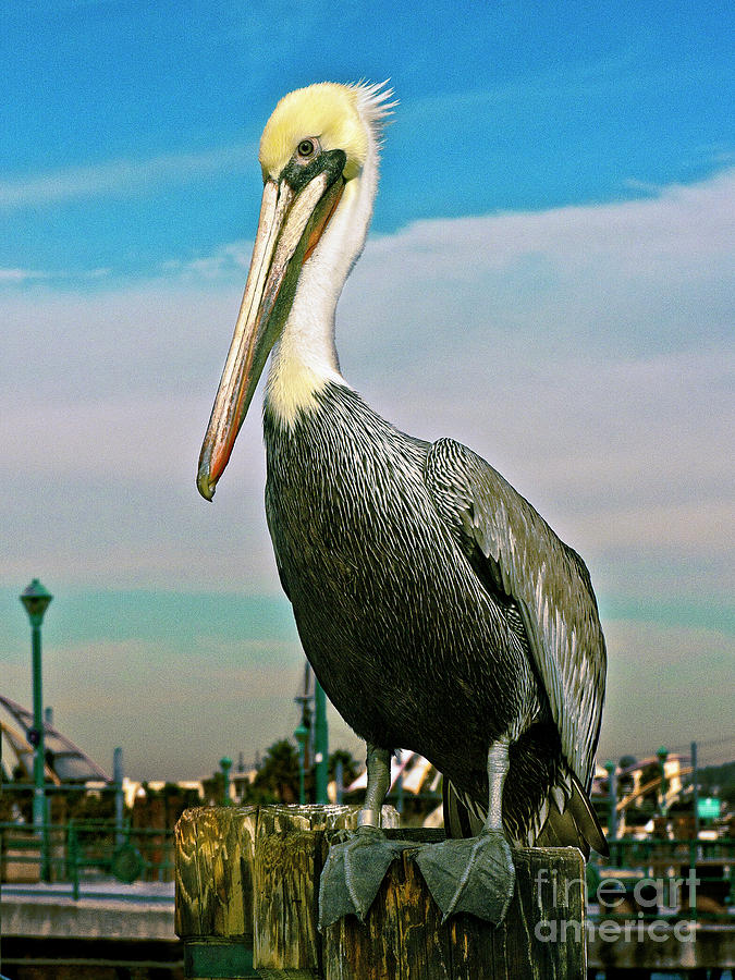 Pelican 1 Photograph by David Doucot