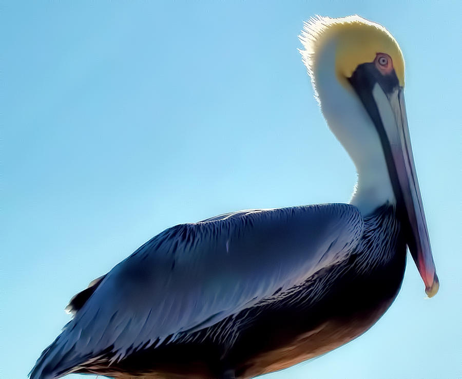 Pelican 1 Photograph by Dawn Eshelman