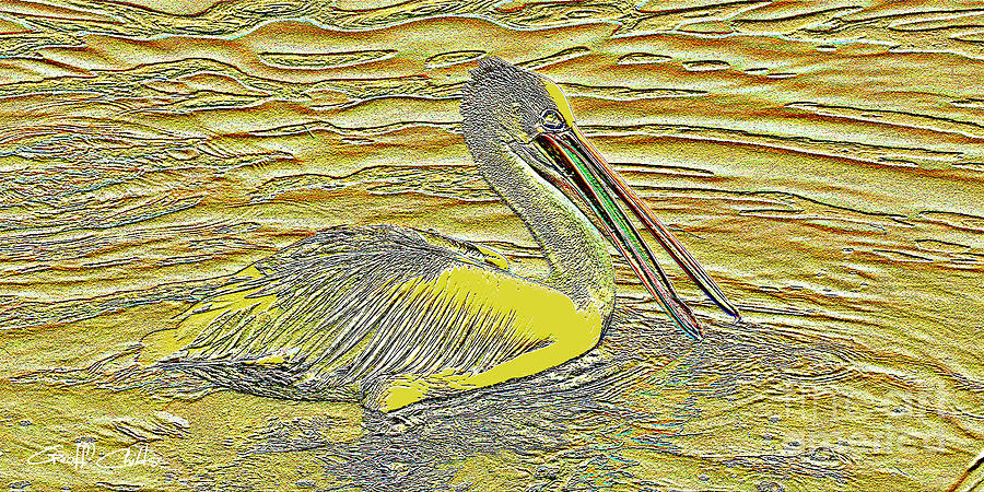 Pelican 1 Photograph by Geoff Childs