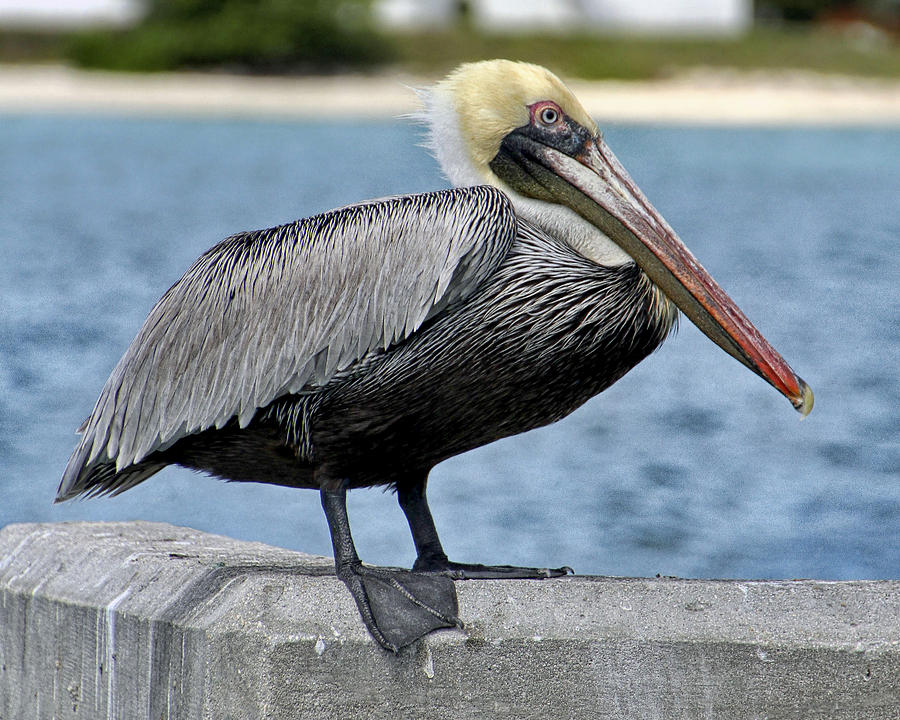 Pelican 2 Photograph by Bob Slitzan