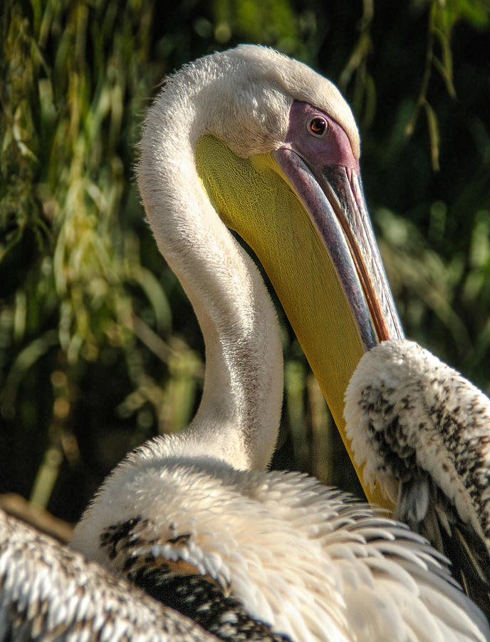 Pelican 2 Photograph by Tam Ryan