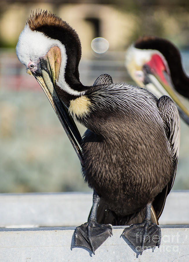 San Diego Photograph - Pelican  5.0220 by Stephen Parker