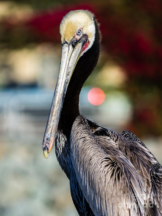 San Diego Photograph - Pelican 5.0221 by Stephen Parker