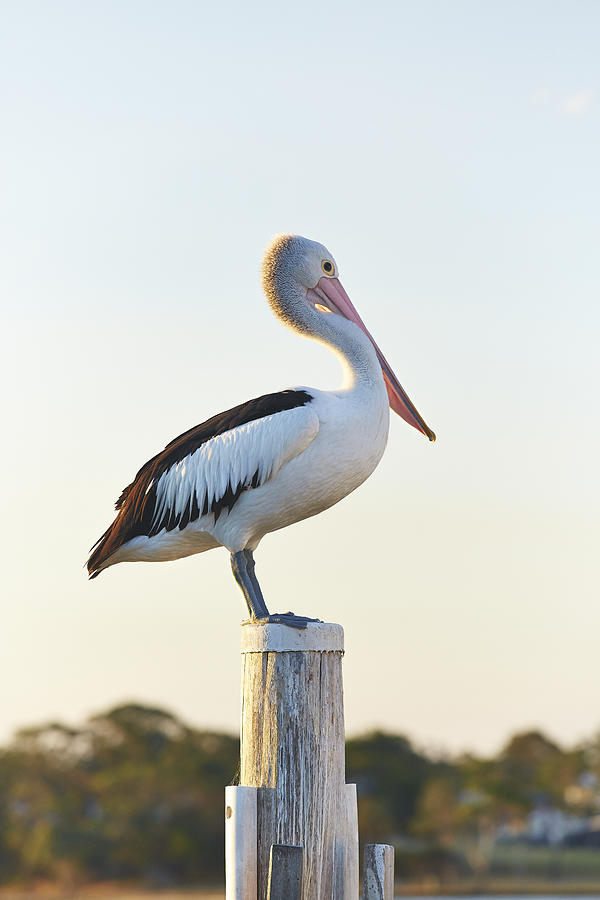 Pelican Photograph - Pelican by Aaron Foster