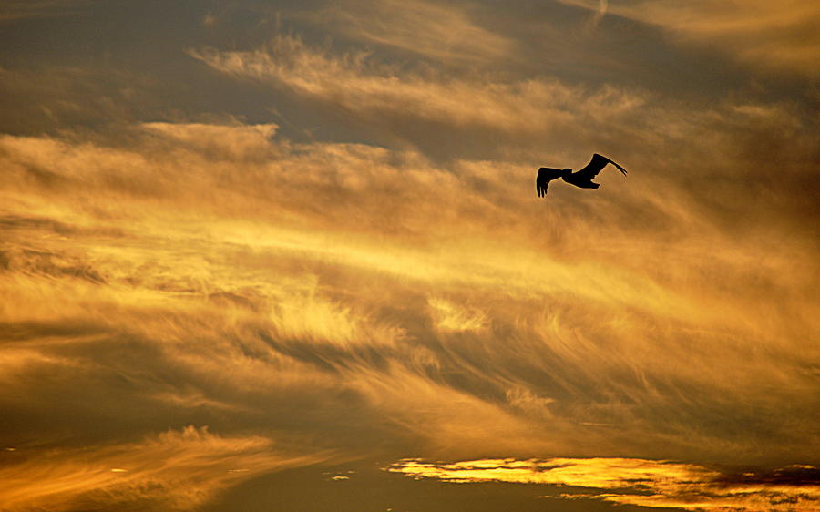 Pelican Against the Golden Sky Photograph by AJ  Schibig