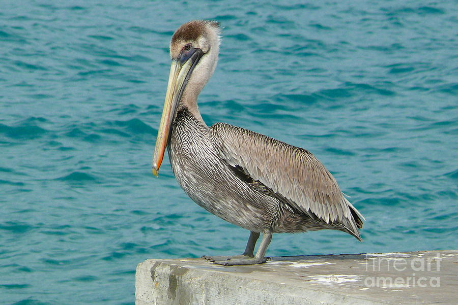 Pelican Photograph by Amanda Mohler