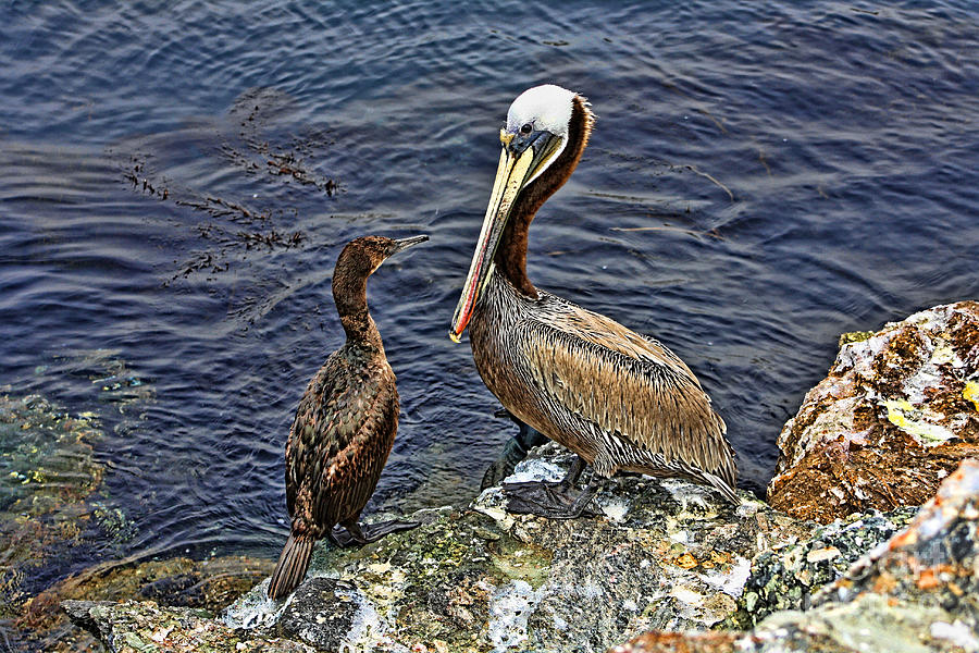 Pelican And American Black Duck Photograph
