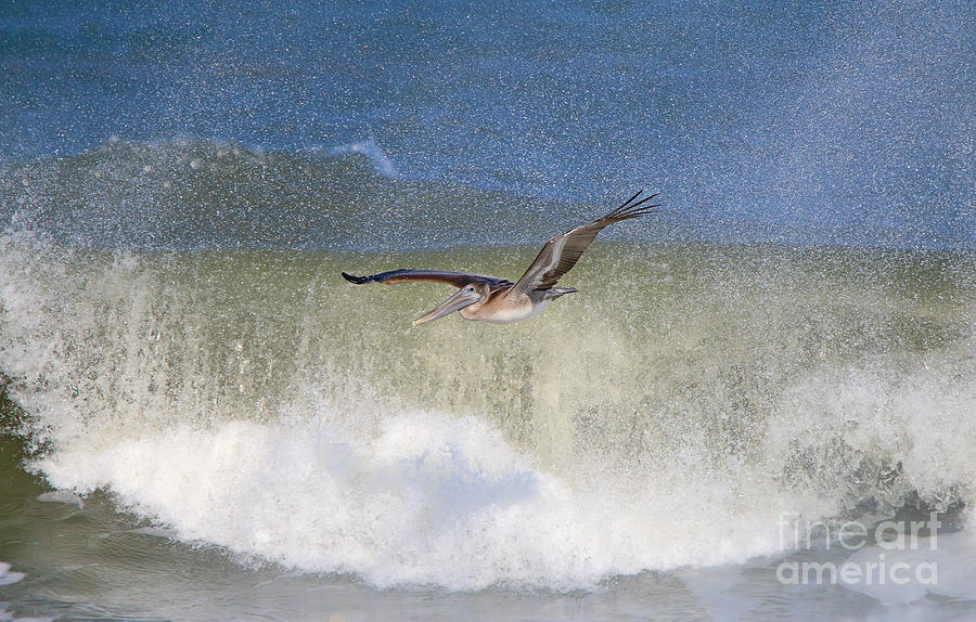 Pelican and Big Waves 4102 Photograph by Jack Schultz