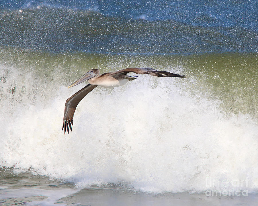 Pelican and Crushing Surf 4103 Photograph by Jack Schultz