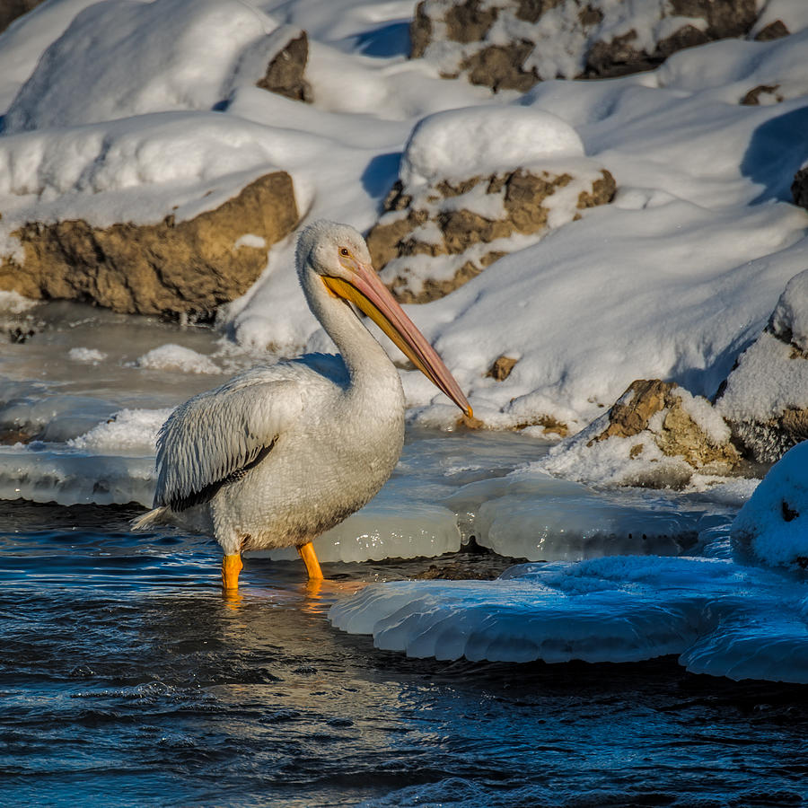Pelican Photograph - Pelican And Ice by Paul Freidlund