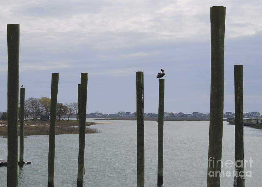 Pelican Photograph - Pelican and Pilings on the Inlet by MM Anderson
