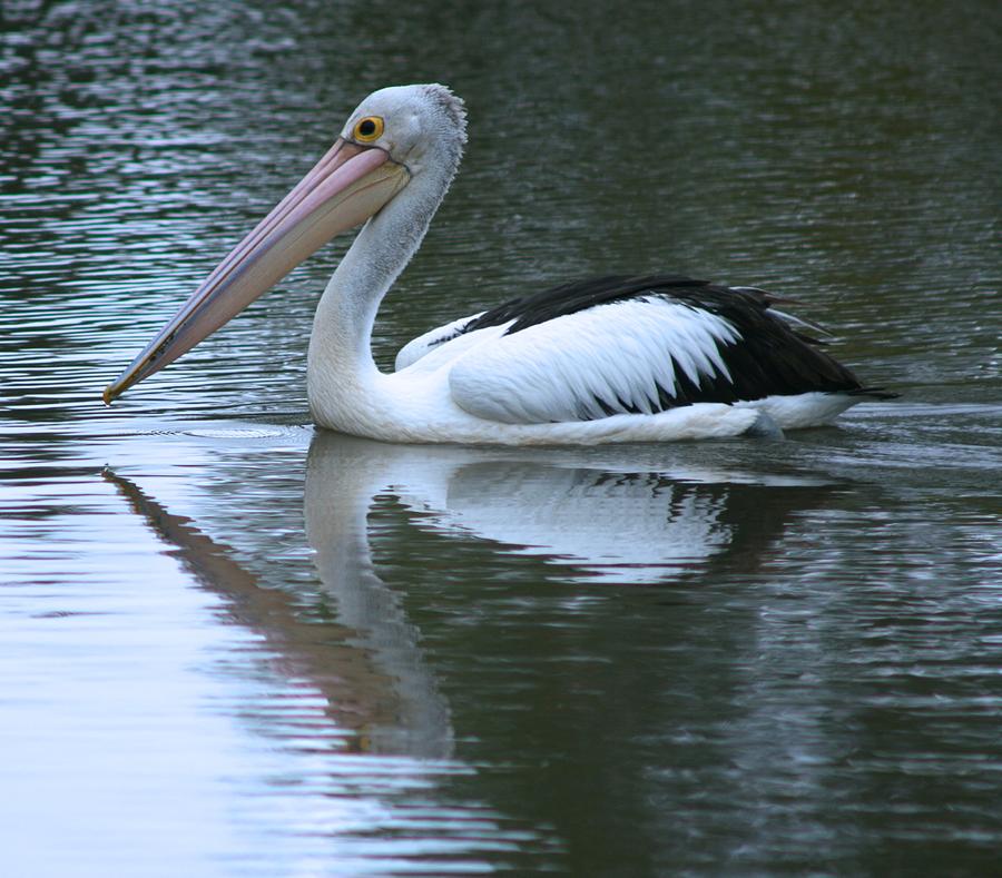 Pelican Photograph - Pelican and Reflection by Phoenix De Vries