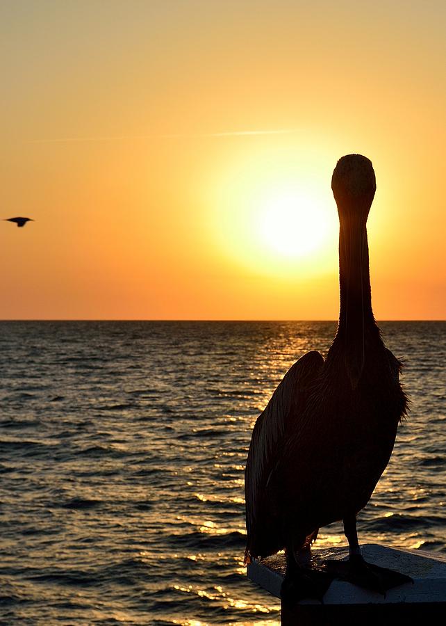 Pelican and Seagull Sunset Photograph by Richard Zentner
