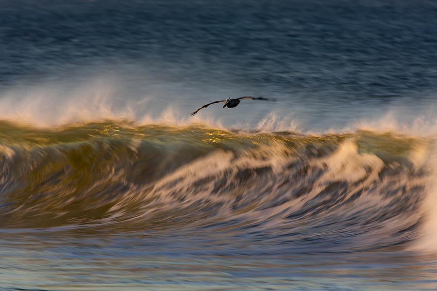 Pelican and Wave  73A5229 Photograph by David Orias