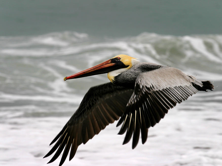 Pelican Photograph by Anthony Jones