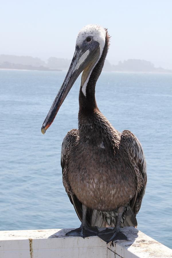 Pelican Photograph by Anthony Trillo