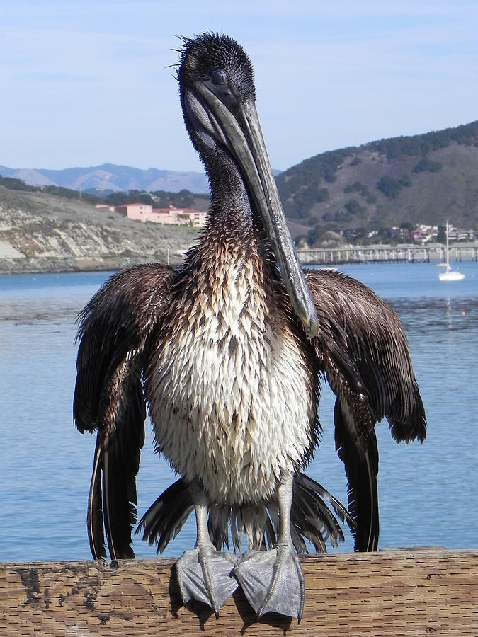 Pelican at Avila Beach CA Photograph by Kathy Churchman