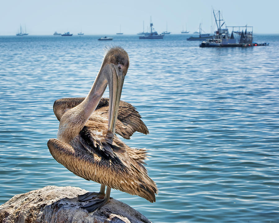 Pelican at Avila Beach Photograph by Nikolyn McDonald
