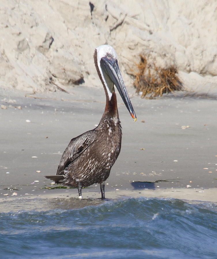Pelican Photograph - Pelican at Bird Island 2 by Cathy Lindsey